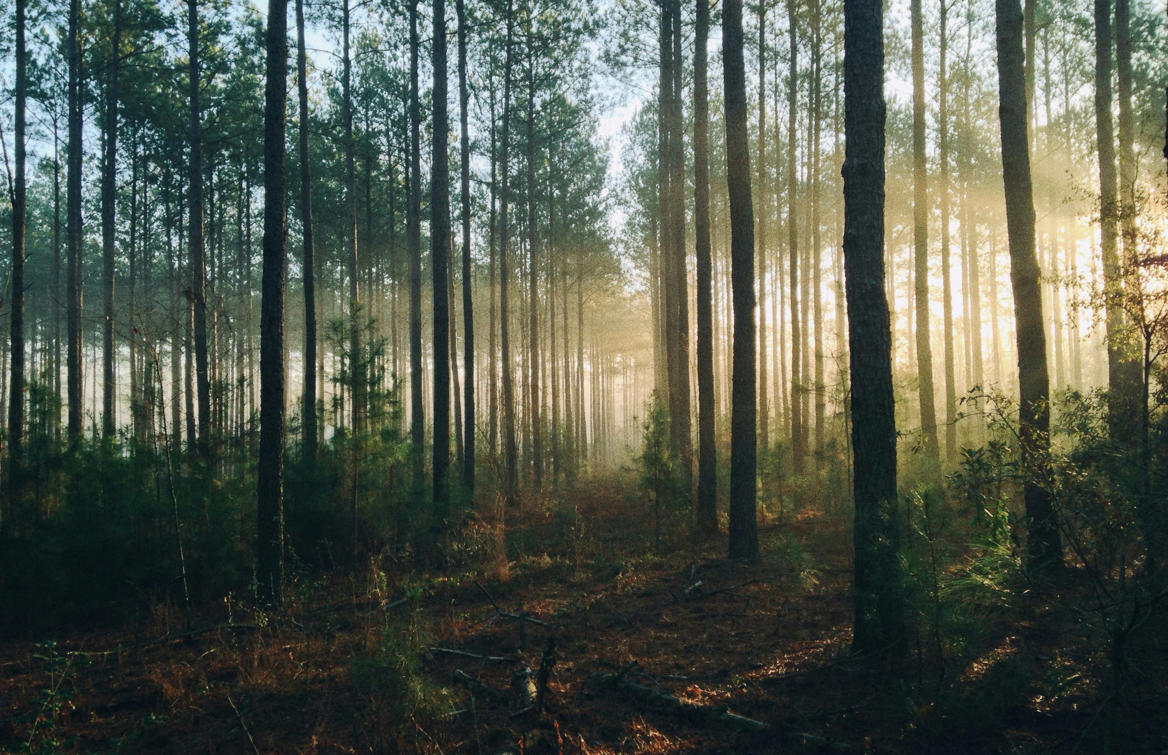forest background