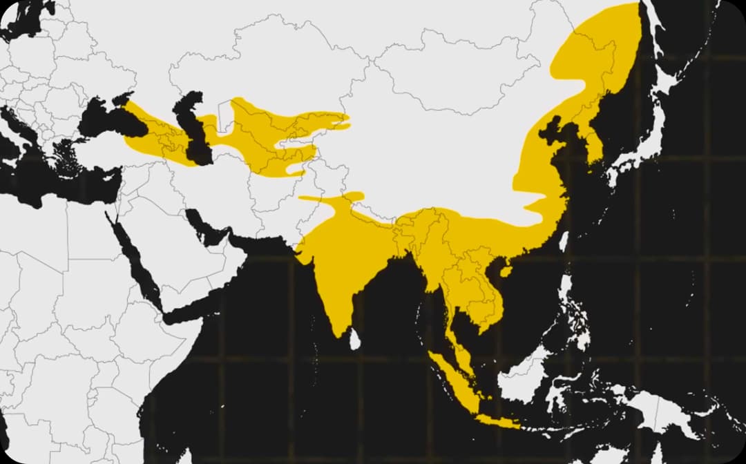 /images/info/tiger-population-1900.webp