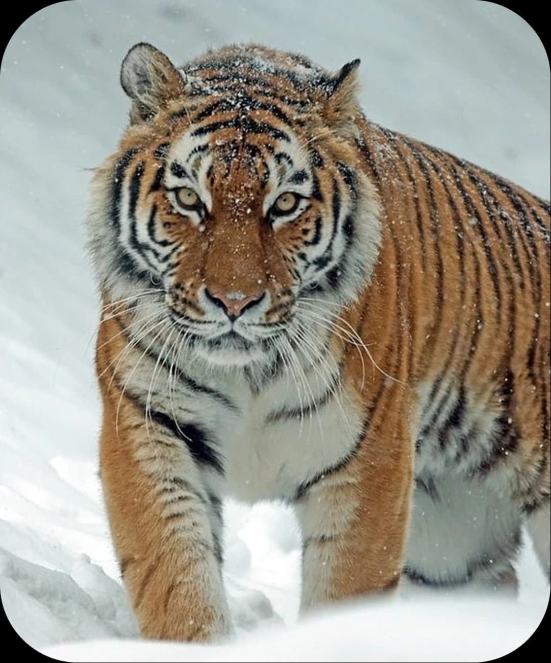 Amur Tiger