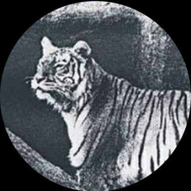 Bali Tiger