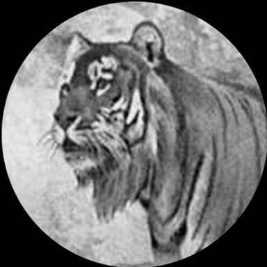 Caspian Tiger