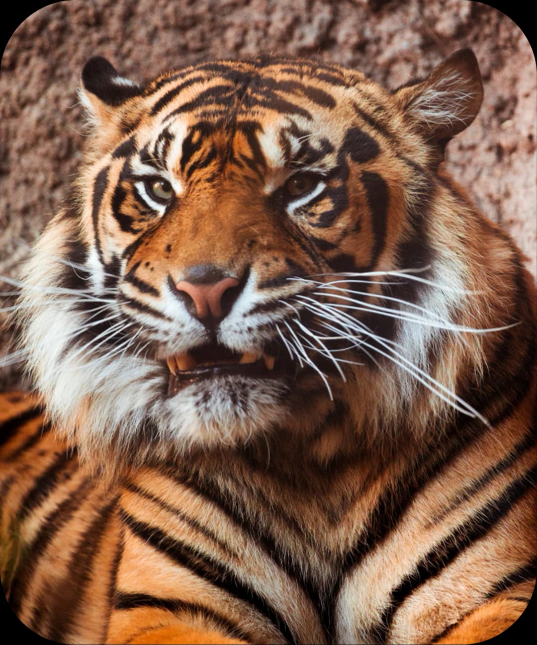 Indochinese Tiger