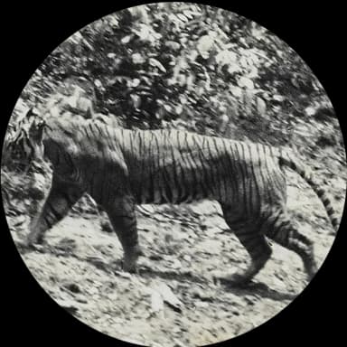 Javan Tiger