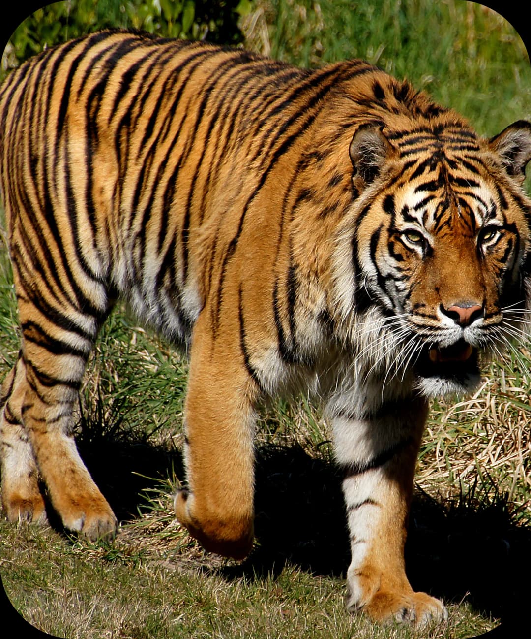 Sumatran Tiger